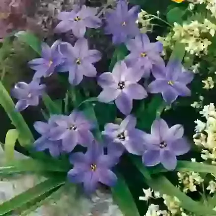 Uniflorum Wisley Blue